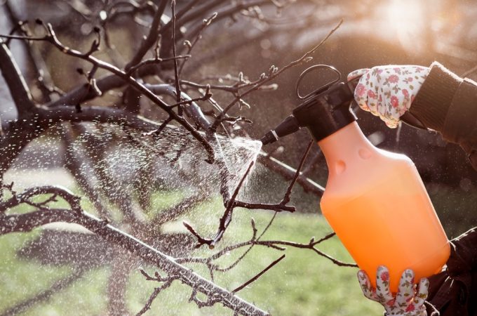 A DIY Pest Spray That Costs Just Pennies