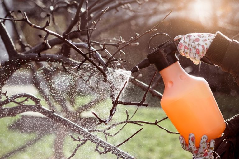 A DIY Pest Spray That Costs Just Pennies