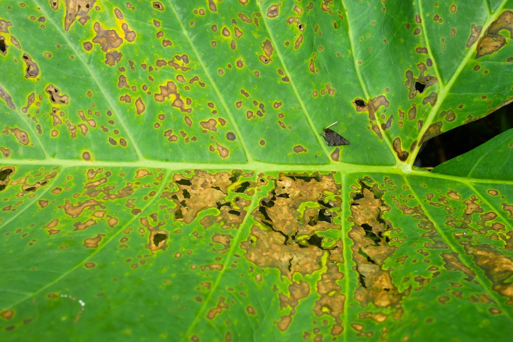 Early Signs of Spider Mite Infestations