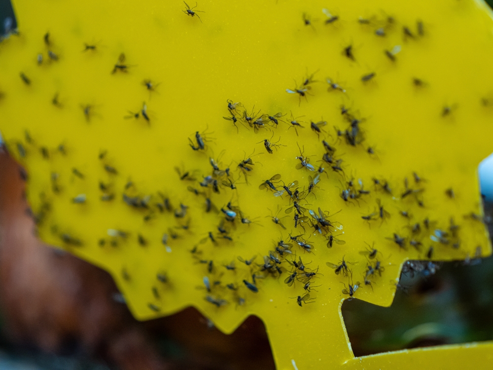 How to Reduce Fungus Gnats Naturally