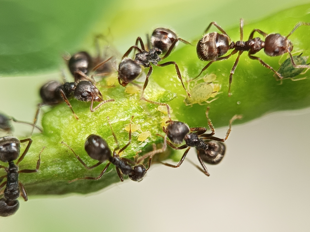What Ant Trails in Your Yard Really Mean for Soil and Plant Health