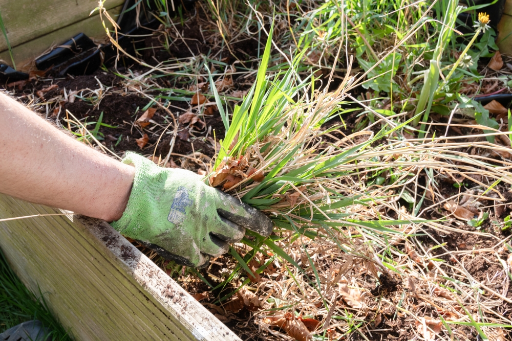 How to Reclaim Overgrown Beds