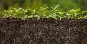 5 Warning Signs Your Soil Is Too Compacted for Healthy Root Development