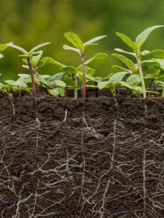 5 Warning Signs Your Soil Is Too Compacted for Healthy Root Development