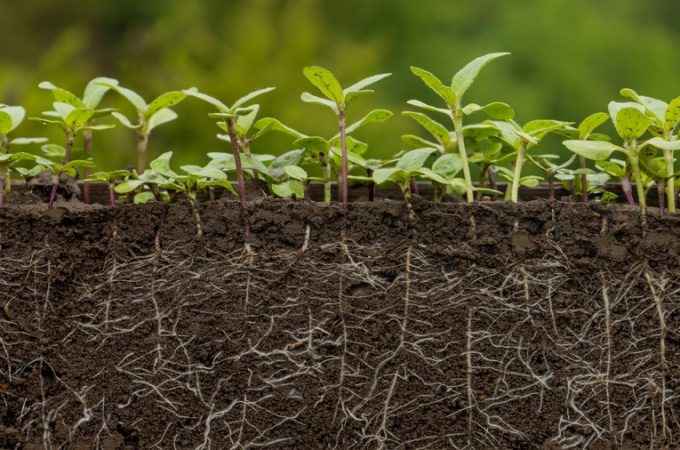 5 Warning Signs Your Soil Is Too Compacted for Healthy Root Development