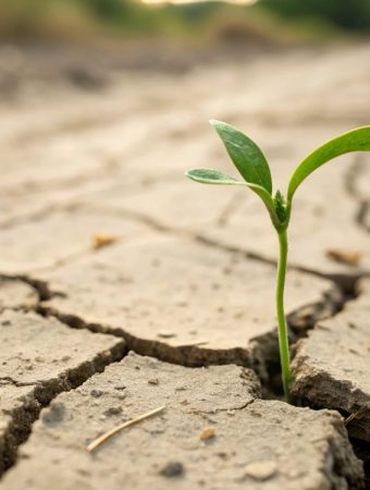 What Dusty, Dry Soil Is Really Telling You About Your Garden’s Health