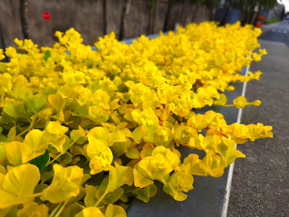 7 Low-Growing Plants That Beat Weeds Without Constant Maintenance