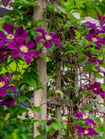 Budget-Friendly Ways to Build Garden Trellises