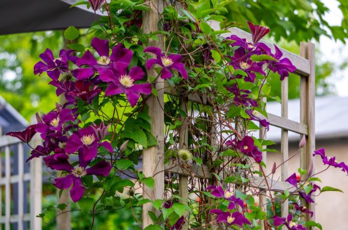 Budget-Friendly Ways to Build Garden Trellises