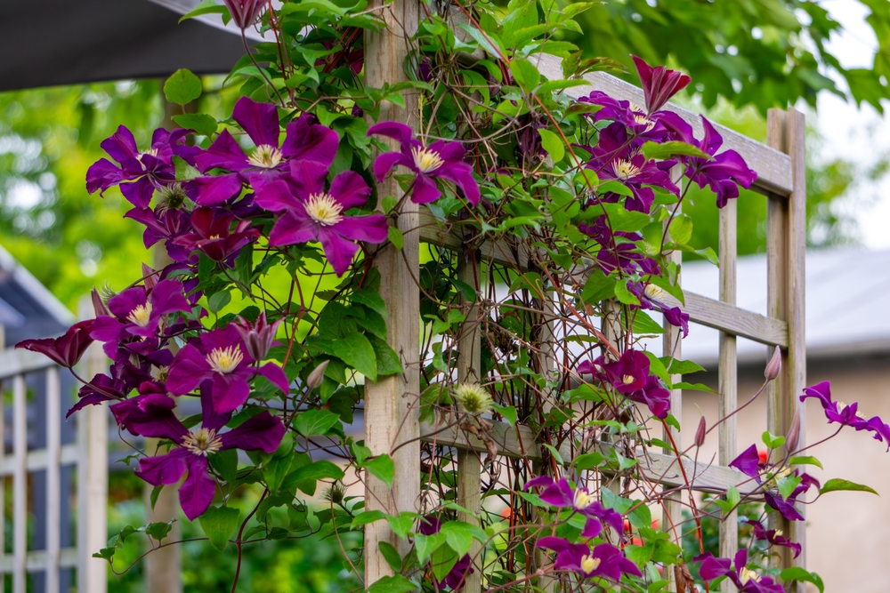 Budget-Friendly Ways to Build Garden Trellises