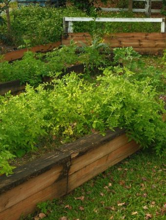 How to Reclaim Overgrown Beds