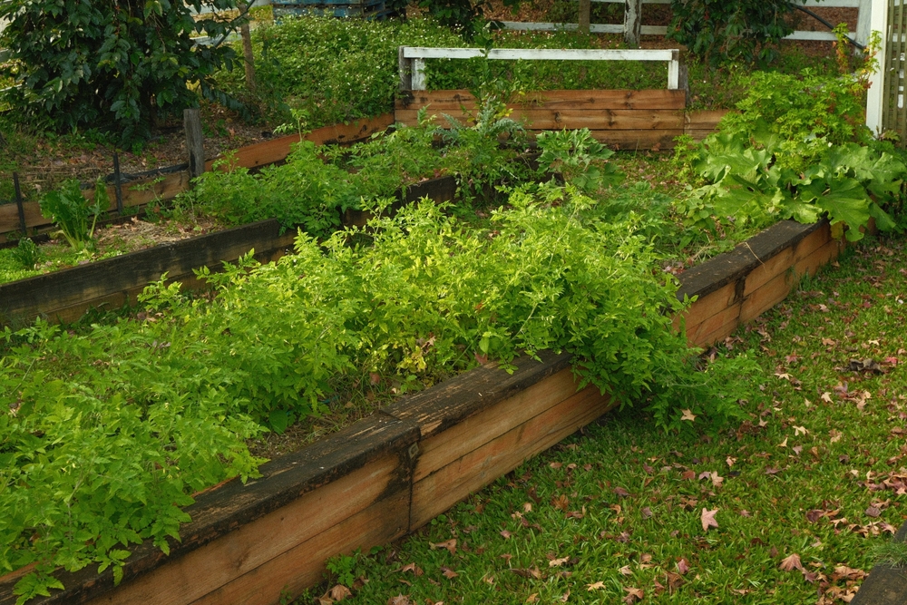 How to Reclaim Overgrown Beds