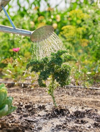 Cheap Ways to Improve Garden Drainage