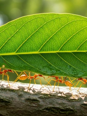 What Ant Trails in Your Yard Really Mean for Soil and Plant Health