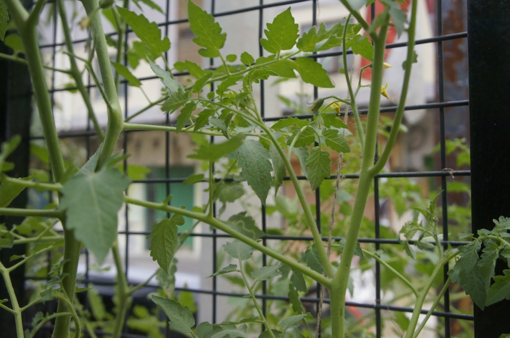 Budget-Friendly Ways to Build Garden Trellises