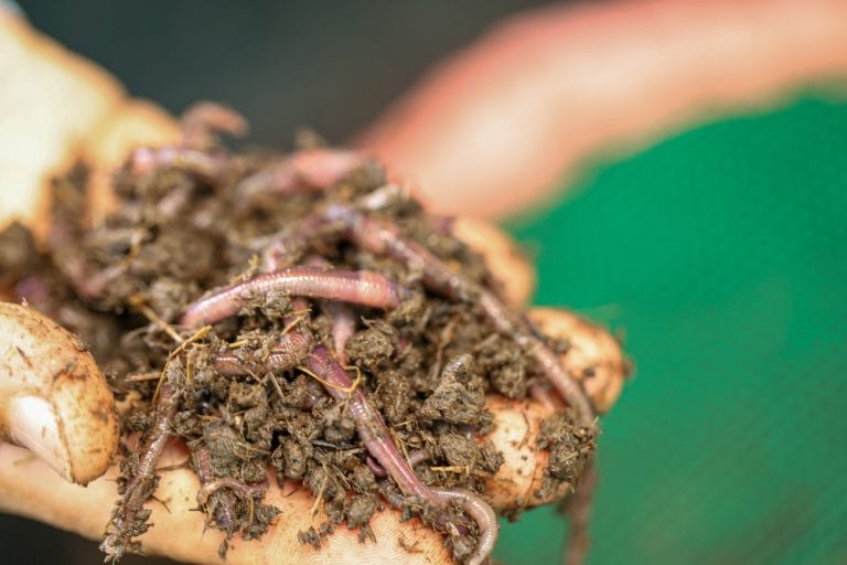 How to Build a Simple Worm Farm Using Everyday Household Materials