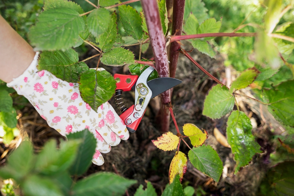 How to Revive Dying Perennials