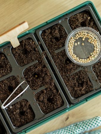 How to Start Seeds Indoors on a Tight Budget Without Wasting Money