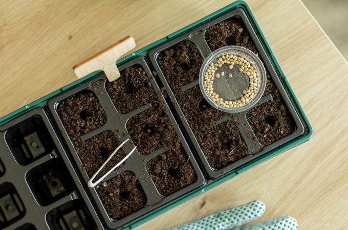 How to Start Seeds Indoors on a Tight Budget Without Wasting Money
