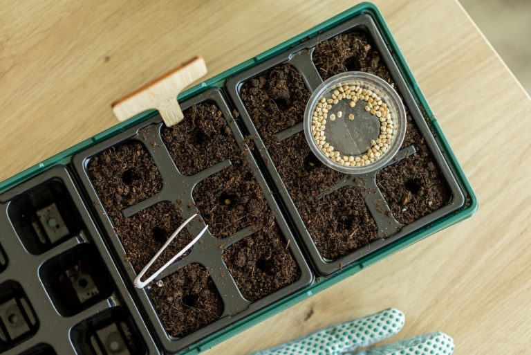 How to Start Seeds Indoors on a Tight Budget Without Wasting Money