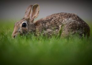 5 Proven Ways to Keep Rabbits Out of Your Garden Without Building Fences