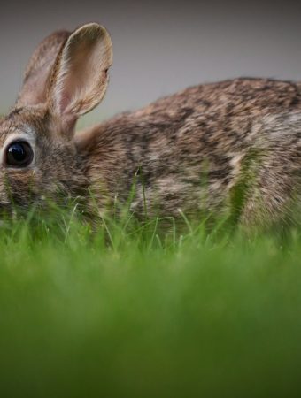 5 Proven Ways to Keep Rabbits Out of Your Garden Without Building Fences