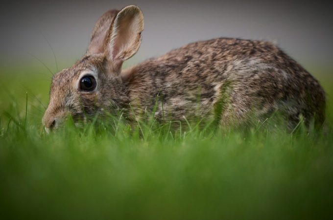 5 Proven Ways to Keep Rabbits Out of Your Garden Without Building Fences