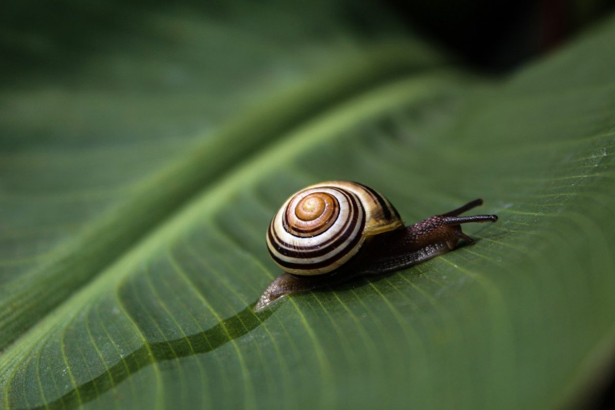 Why Slugs and Snails Thrive After Spring Rain