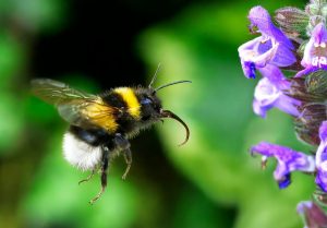 Affordable Ways to Create Pollinator Habitats That Attract Bees and Butterflies