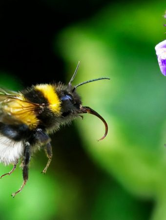Affordable Ways to Create Pollinator Habitats That Attract Bees and Butterflies