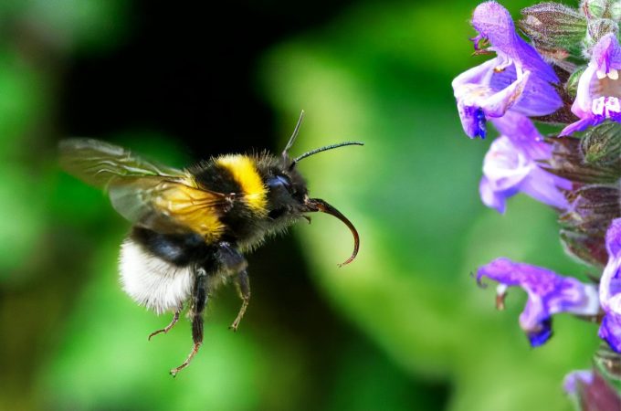 Affordable Ways to Create Pollinator Habitats That Attract Bees and Butterflies