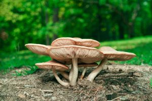 Why Mushrooms Suddenly Appear in Lawns