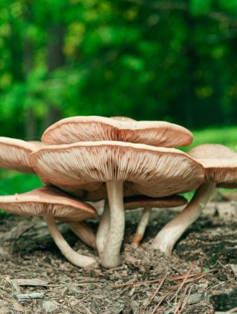 Why Mushrooms Suddenly Appear in Lawns