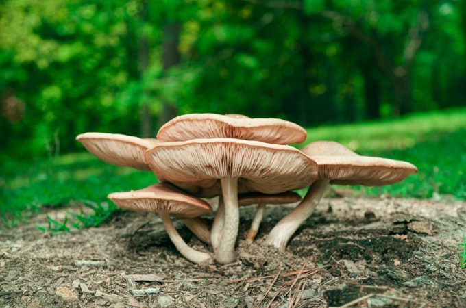 Why Mushrooms Suddenly Appear in Lawns