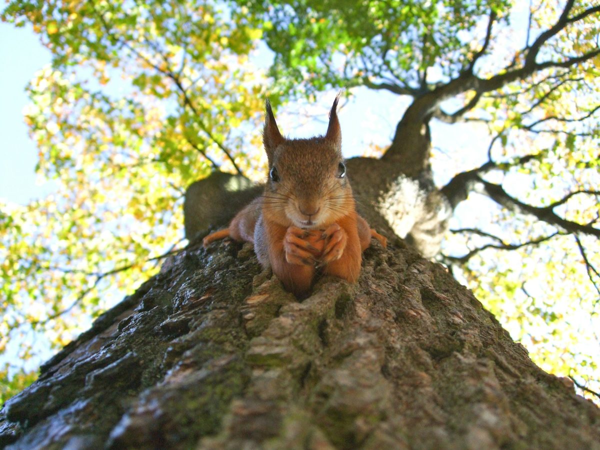 Budget-Friendly Ways to Keep Squirrels Out of Your Garden
