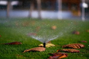 Why Overwatering in March Wastes Money