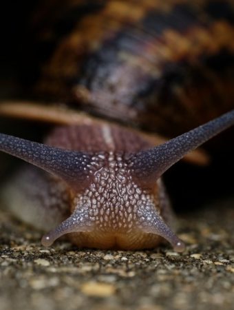 Why Slugs and Snails Thrive After Spring Rain