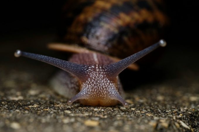 Why Slugs and Snails Thrive After Spring Rain