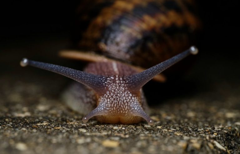 Why Slugs and Snails Thrive After Spring Rain