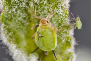 Garden Pest Alert: Why Aphids Multiply Rapidly and How to Stop Them Early