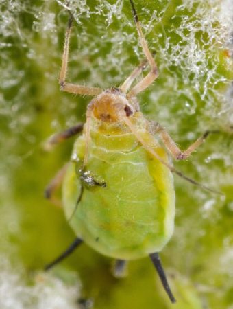 Garden Pest Alert: Why Aphids Multiply Rapidly and How to Stop Them Early