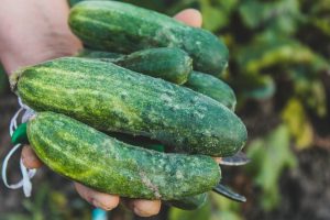 The $5 Backyard Pantry: 7 Crops That Keep Producing All Season Long