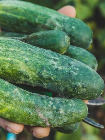 The $5 Backyard Pantry: 7 Crops That Keep Producing All Season Long