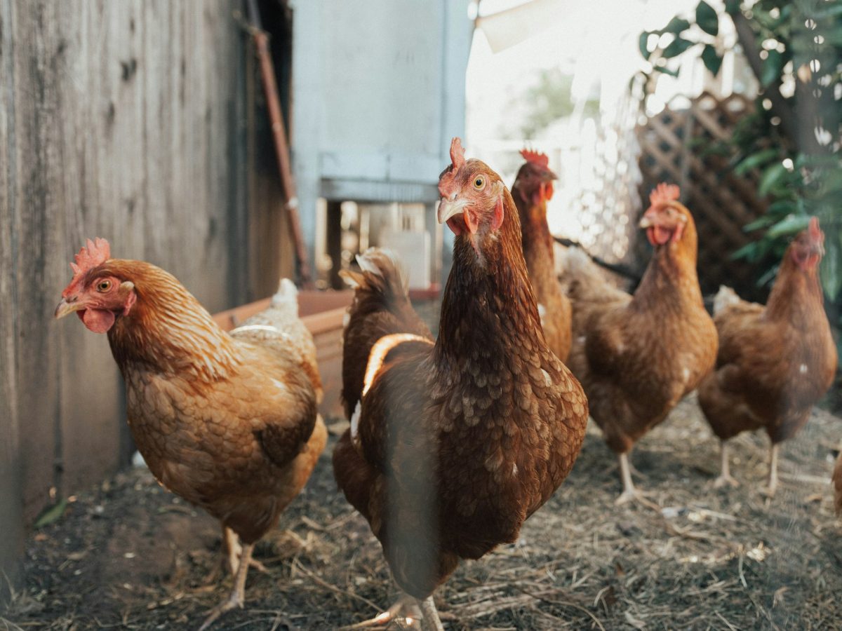 The Chicken Manure Connection: Finding Free Fertilizer in Your Local Facebook Group