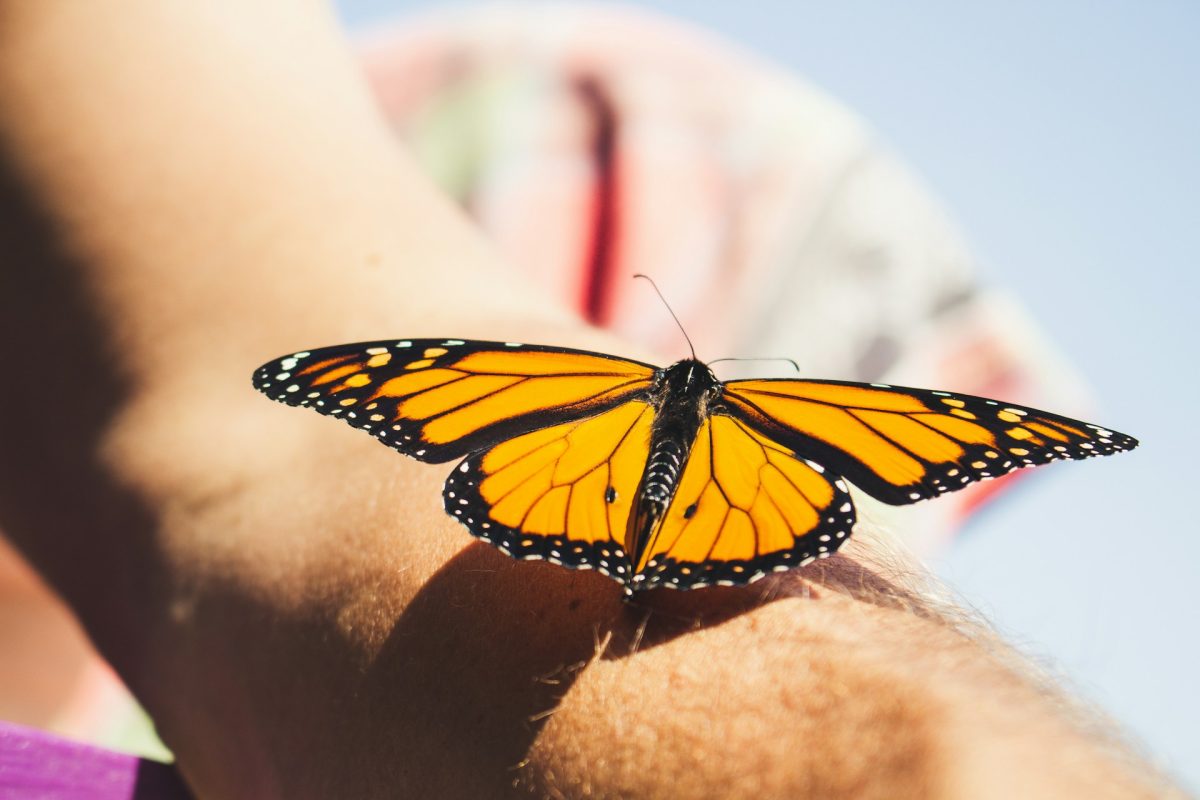 How to Attract Butterflies Without Spending Extra Money