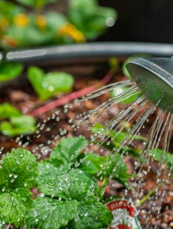 How to Revive Plants After Accidental Overwatering