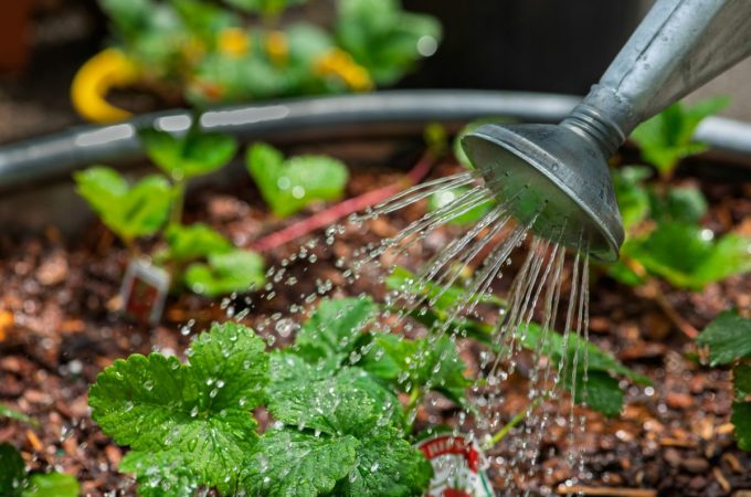 How to Revive Plants After Accidental Overwatering