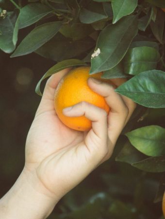 The Orchard Hack: How to Grow Fruit Trees from Grocery Store Scraps