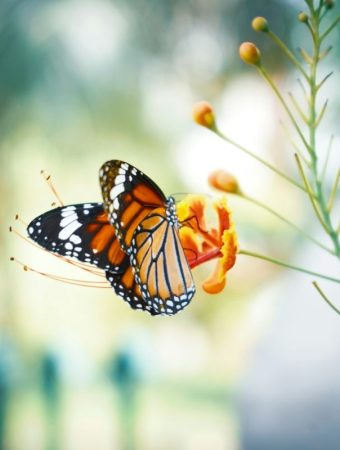 How to Attract Butterflies Without Spending Extra Money