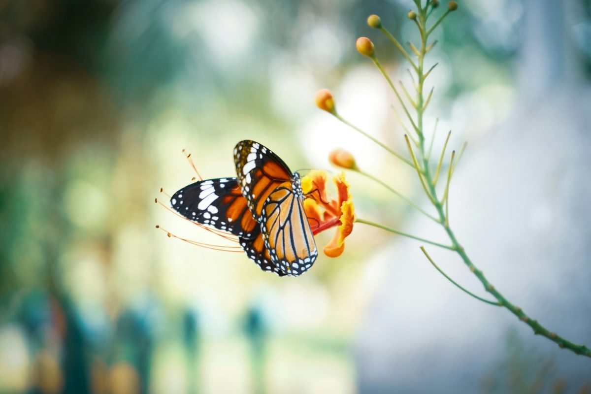 How to Attract Butterflies Without Spending Extra Money
